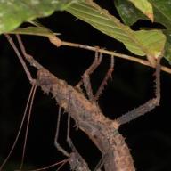 image haaniella-echinata-jpg