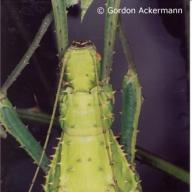 image heteropteryx-dilatata-jpg