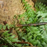 image oreophoetes-peruana-female-jpg