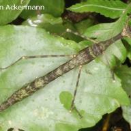image orthonecroscia-multiannulata_female-jpg
