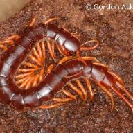 image scolopendra-subspinipes-jpg