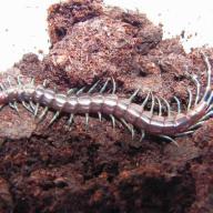 image chilopoda-sp-jpg