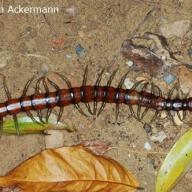 image scolopendra-sp-ex-vietnam-jpg