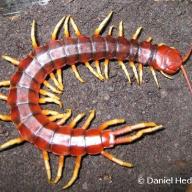 image scolopendra-sp-jpg