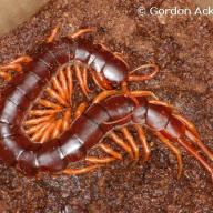 Myriapoda (Tausendfuesser)