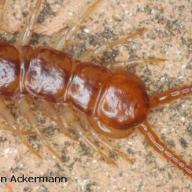 Chilopoda (Hundertfuesser)