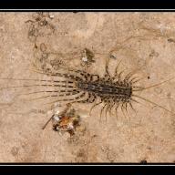 image scutigeromorpha-sp-indet-ex-australien-jpg
