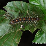 image scutigeromorpha-sp-indet-ex-vietnam-jpg