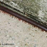 image aulacobolus-brevipygus-jpg