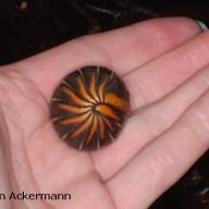 Myriapoda (Tausendfuesser)