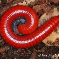 image centrobolus-ruber-vulpinus-jpg