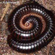 image doratogonus-setosus-jpg