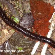 image harpagophoridae-sp1-ex-borneo-jpg