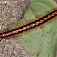 image helicorthomorpha-holstii-jpg