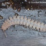 image polydesmida-sp-ex-schweiz-jpg