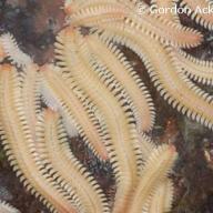 image pseudodesmus-sp-ex-borneo-jpg