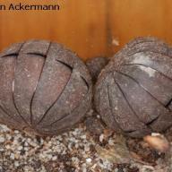 Myriapoda (Tausendfuesser)