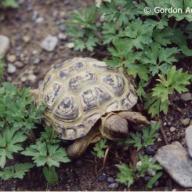 image agrionemys-horsfieldii-jpg