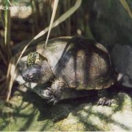 Testudines (Schildkroeten)