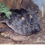 image geochelone-carbonaria-jpg