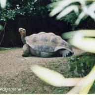 image geochelone-cf-nigra-jpg