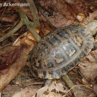 image indotestudo-elongata-jpg
