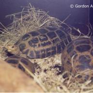image indotestudo-forstenii-jpg