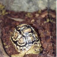image stigmochelys-pardalis-jpg