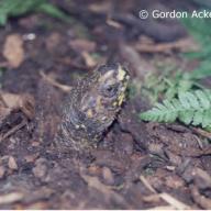 Testudines (Schildkroeten)