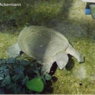 image trionychidae-jpg