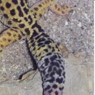 Regeneration eines Schwanzes bei Eublepharis macularius