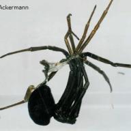 Hautung einer schwarzen Witwe (Latrodectus mactans)