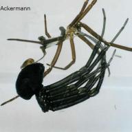 Hautung einer schwarzen Witwe (Latrodectus mactans)