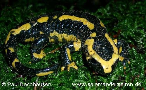 image salamandra-salamandra-terrestris-jpg