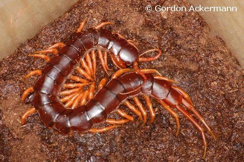 image scolopendra-subspinipes-jpg